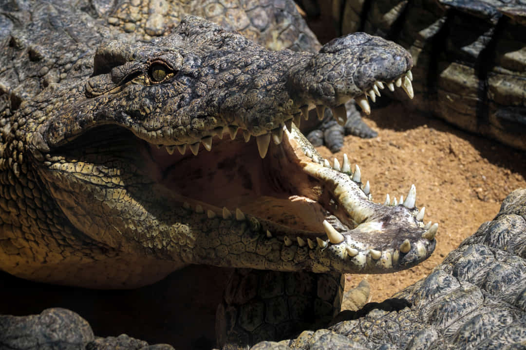 Cocodrilo con la boca abierta en el Bioparc de Fuengirola