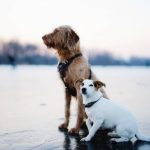 Un par de perros en un parque de perros en Málaga