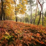 Bosque de cobre