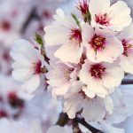 Free stock photo of almendro, flower