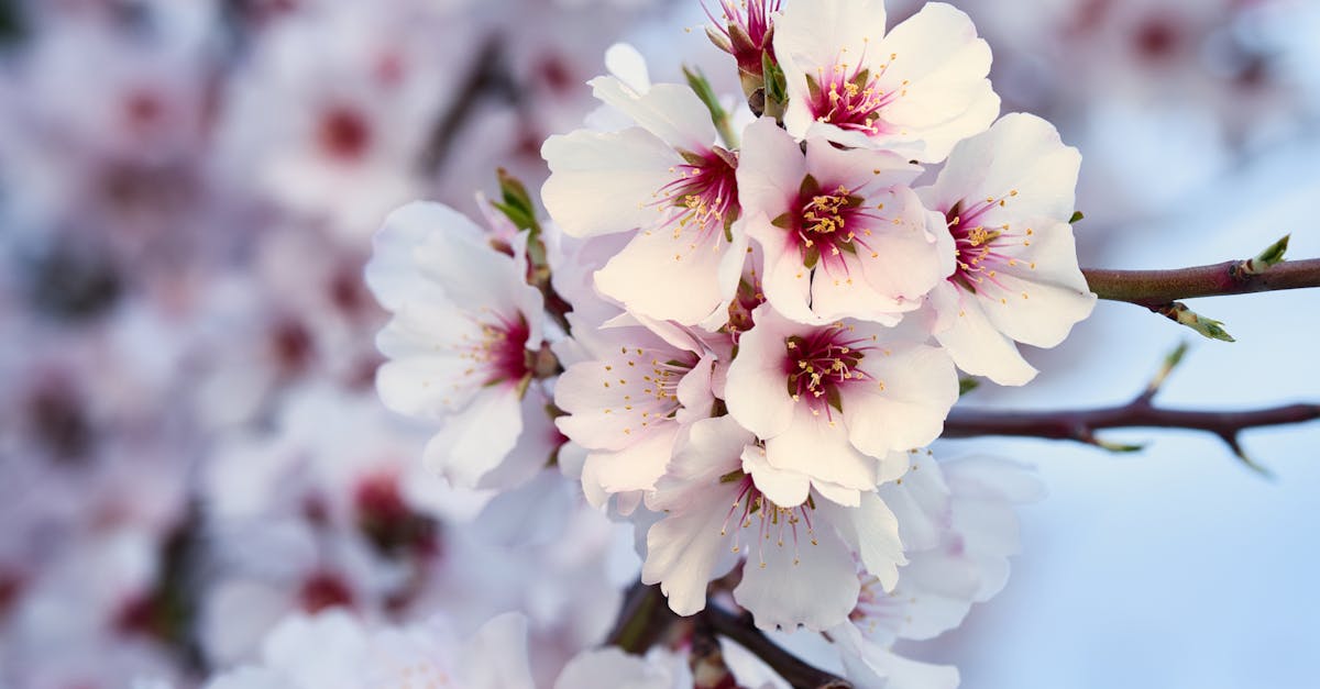 Free stock photo of almendro, flower